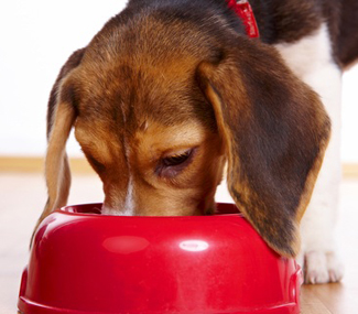 Beagle eating